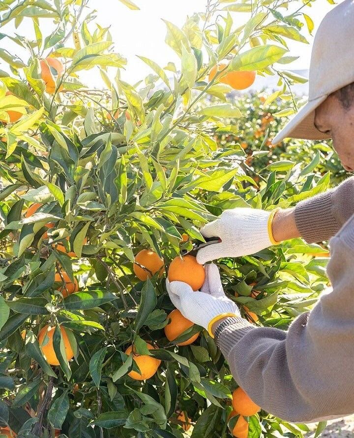 Cosecha de naranjas para nuestras esencias cítricas